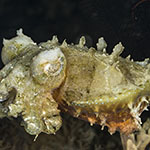 Ascarosepion latimanus